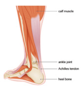 Achilles Tendon