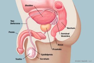 prostate-anatomy